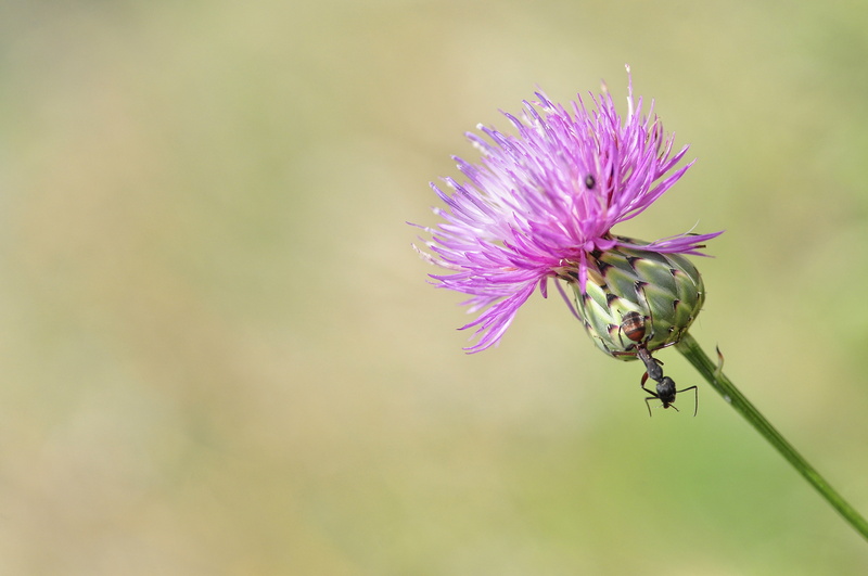 daytime, Thistle, plant, purple, 4K, flor, pink Color, flores, nature, summer, close-up, de campo, Nikon, macro, flower, Equilibrio