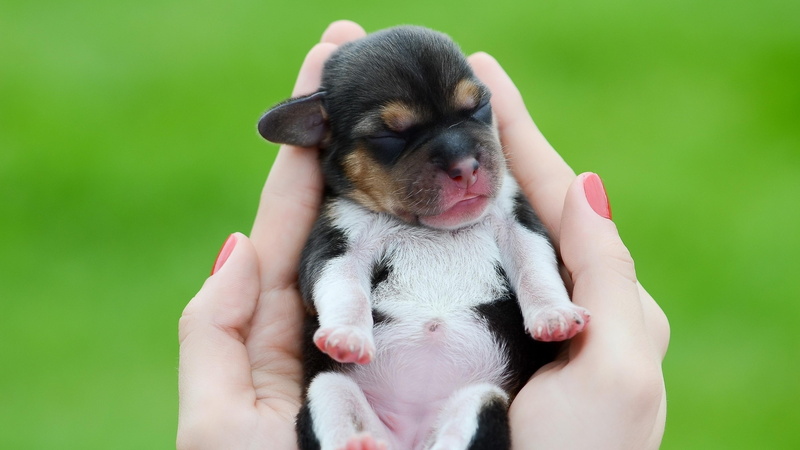 lovable, 4K, animal, dog, cute, toy dog, puppy