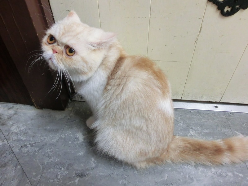 munchkin, innocent, cat, munchkin cat, 720P, funny, lovable