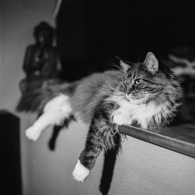funny, comfortable, fur, warm, rest, pet, mammal, kitty, kitten, relaxation, paw, portrait, up, cat, feline, indoors, adorable, no people, cute cat, home interior