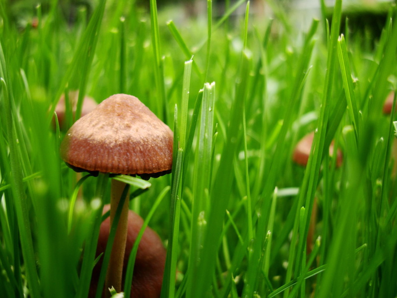 brown, photography, 3d and abstract, awesome, perfect, relaxing, lovable, grass, mushrooms, mushroom, 1080P, green