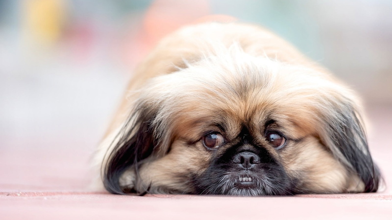 shih tzu, soft focus, young animal, pup, domestic animals, animal themes, lap dog, looking at camera, cuddly, portrait, close-up, canine, sad, 1080P, domestic