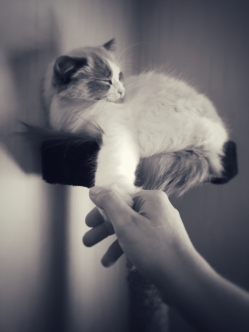 domestic animals, mammal, soft, fur, real people, hand, lovable, domestic, pet, whisker, domestic cat, tabby, purebred, vertebrate, one animal, kitty, human hand