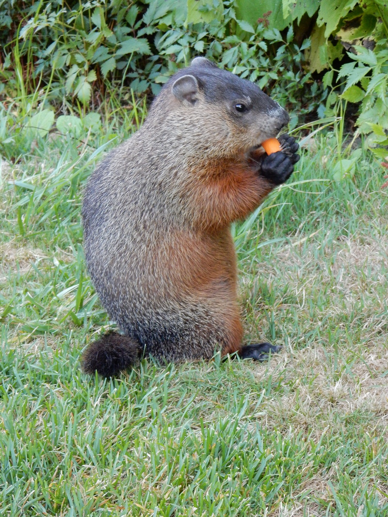 one animal, brown, fur, park, no people, animal wildlife, rodent, vertebrate, groundhog, looking, outdoors, green color, green, nature, mammal, animals in the wild