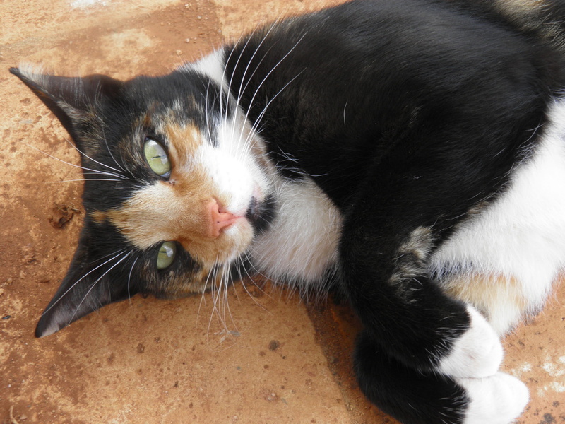 Adorable, domestic cat, domestic, one animal, black color, domestic animals, fur, vertebrate, whisker, tortoiseshell cat, pets, cat isolated, kitty, 2K