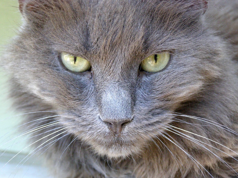 cat, sweet, pets, long, cat eyes, snout, one animal, hair, animal, cute, adorable, close-up, animal head, vertebrate, furry, domestic animals, nature, grey