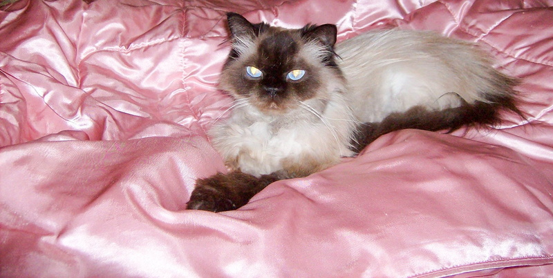 indoors, feline, bed, pets, playful, whisker, persian cat, animal head, no people, kitty, close, Pure Breed, pet, duvet, domestic cat, ears, blue eyes