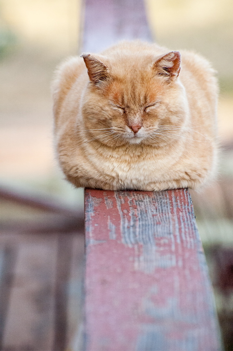 mammal, vertebrate, lovable, cute animals, close-up, resting, rest, brown, looking, wooden, comfortable, 2K, animal head, photo, cozy, funny, sleep, animal body part