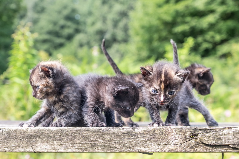 adorable, feline, animals in the wild, two animals, animal themes, cats, kitten, focus on foreground, curious, kittens, domestic, cute, wood - material