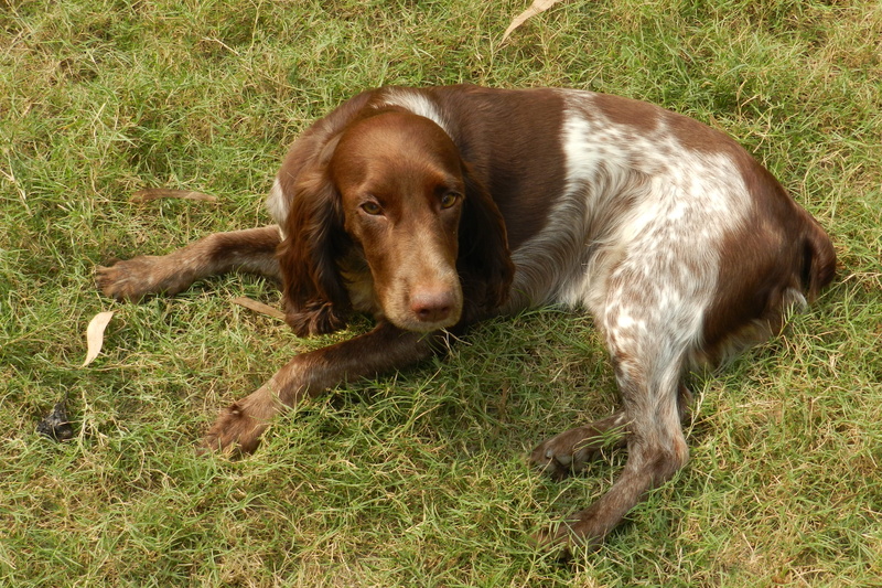 purebred, pets, springer-spaniel, furry, grass, pet, field, Sweet, domestic animals, vertebrate, no people, day, animal, brown, Dog, plant, land, mammal