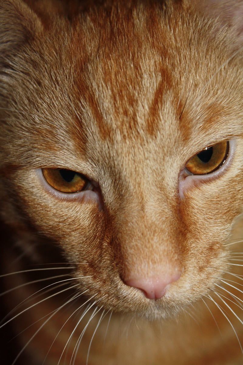 whiskers, pet, whisker, 4K, domestic animals, lovable, animal body part, vertebrate, feline, snout, ginger cat, indoors, ginger, pets, one animal, close up