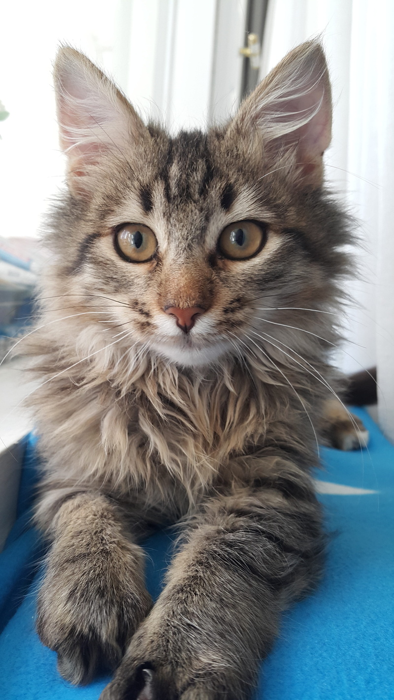 maine coon cat, whisker, animal head, pet, vertebrate, mammal, animal, indoors, animal themes, no people, paw, portrait, furniture, feline, baby, adorable