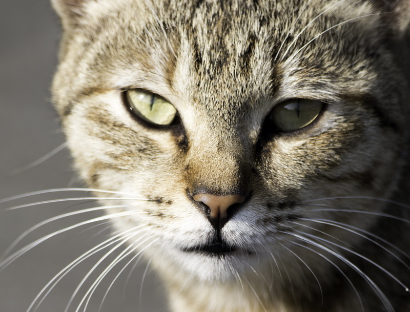 mammal, whisker, kitten, vertebrate, domestic cat, animal head, looking, eye, domestic animals, one animal, animal themes, domestic, portrait, focus on foreground