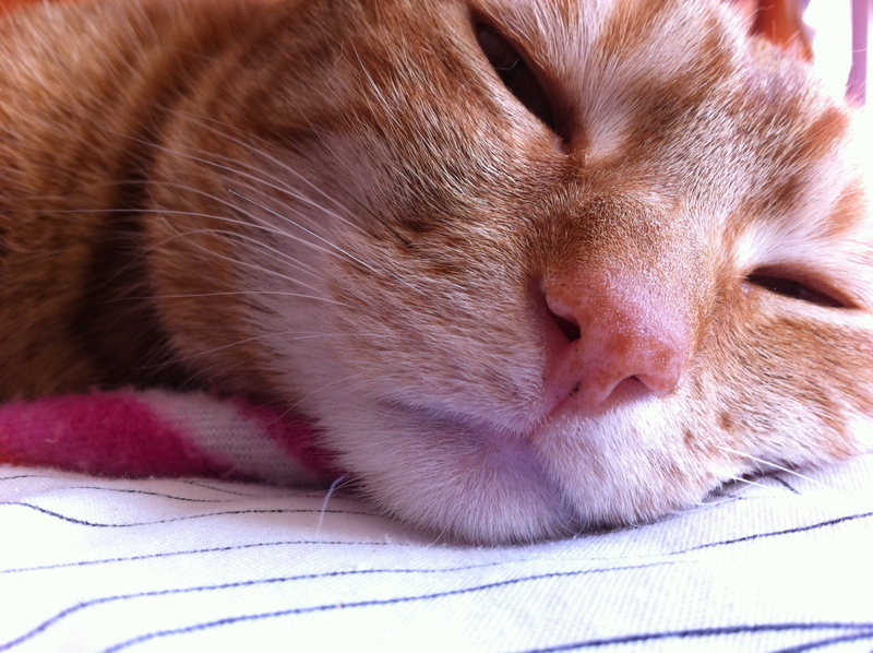 mammal, sleeping, relaxation, eyes closed, cat, ginger, snout, ginger cat, indoors, animal themes, whisker, resting, domestic cat, feline, lovable, pet