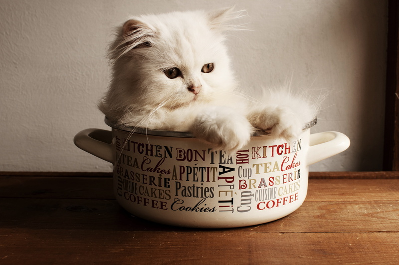 cuteness, animal themes, sitting, cat, domestic cat, portrait, pets, table, cute, perfection, communication, domestic, domestic animals, persian, no people