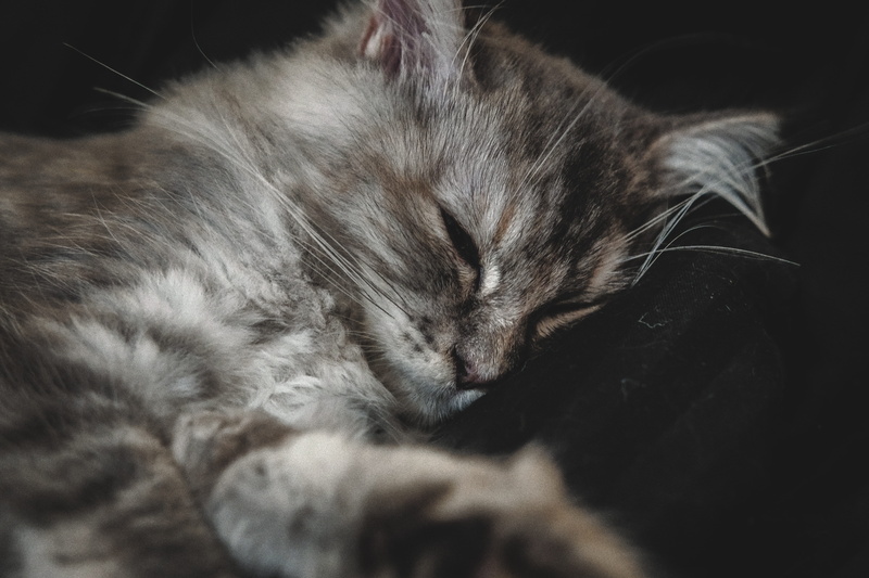 pet, cute, eyes closed, playful, whiskers, animal head, fluffy, kitty, cozy, kitten, stripes, relaxation, indoors, care, 5K, adorable, mammal, napping