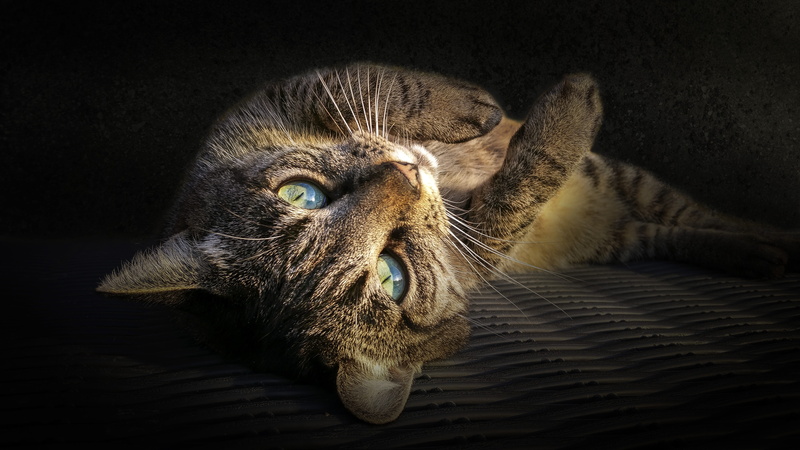 domestic, kitty, one animal, gray, pet, puss, playful, mammal, domestic cat, charming, focus, animal head, fur, tomcat, close-up, animal, portrait, lovable