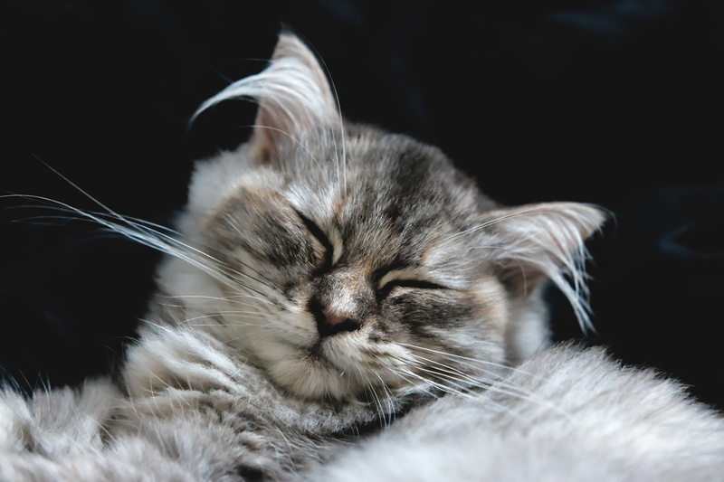 ears, maine coon cat, pets, fluffy, yellow, close-up, baby, sweet, Persian, blue eyes, Animal, domestic cat, animal, mammal, white, 5K, sleeping, one animal