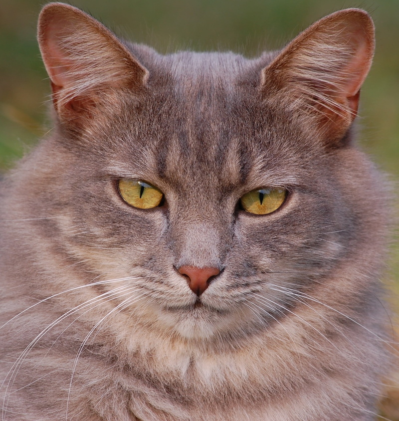 pets, species, lovable, wild, purr, whisker, fluffy, focus, fur, portrait, creature, feline, no people, tame, meow, front view, wildlife, domestic animals