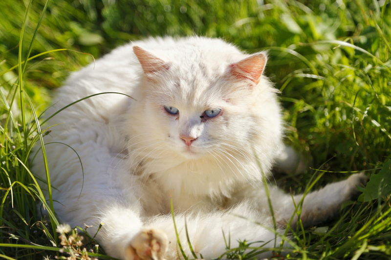 blue eyes, day, mammal, looking at camera, animal, kitten, lovable, feline, domestic cat, pet, domestic, vertebrate, animal themes, grass, one animal, no people