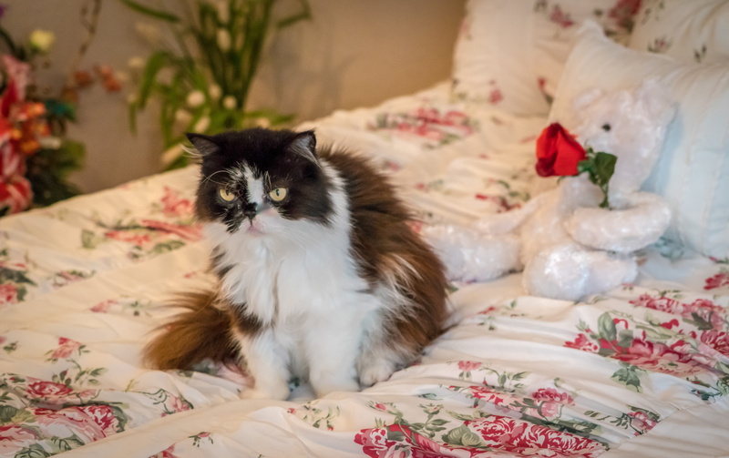 furry, pets, feline, 5K, floral pattern, lovable, domestic, portrait, full length, senior, fur, vertebrate, white, cat, bed, furniture, domestic room