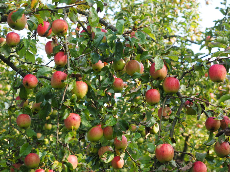 green color, food and drink, malus domestica, Apple Tree, culture of apple, fruits, Fruit, dessert fruit, healthy, day, nature, outdoors, close-up, plant part