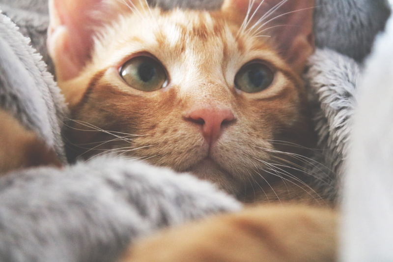 whisker, animal eye, pets, no people, one animal, furry, emotion, domestic cat, home, domestic, happiness, looking, kitten, mammal, animal, adorable, animal body part