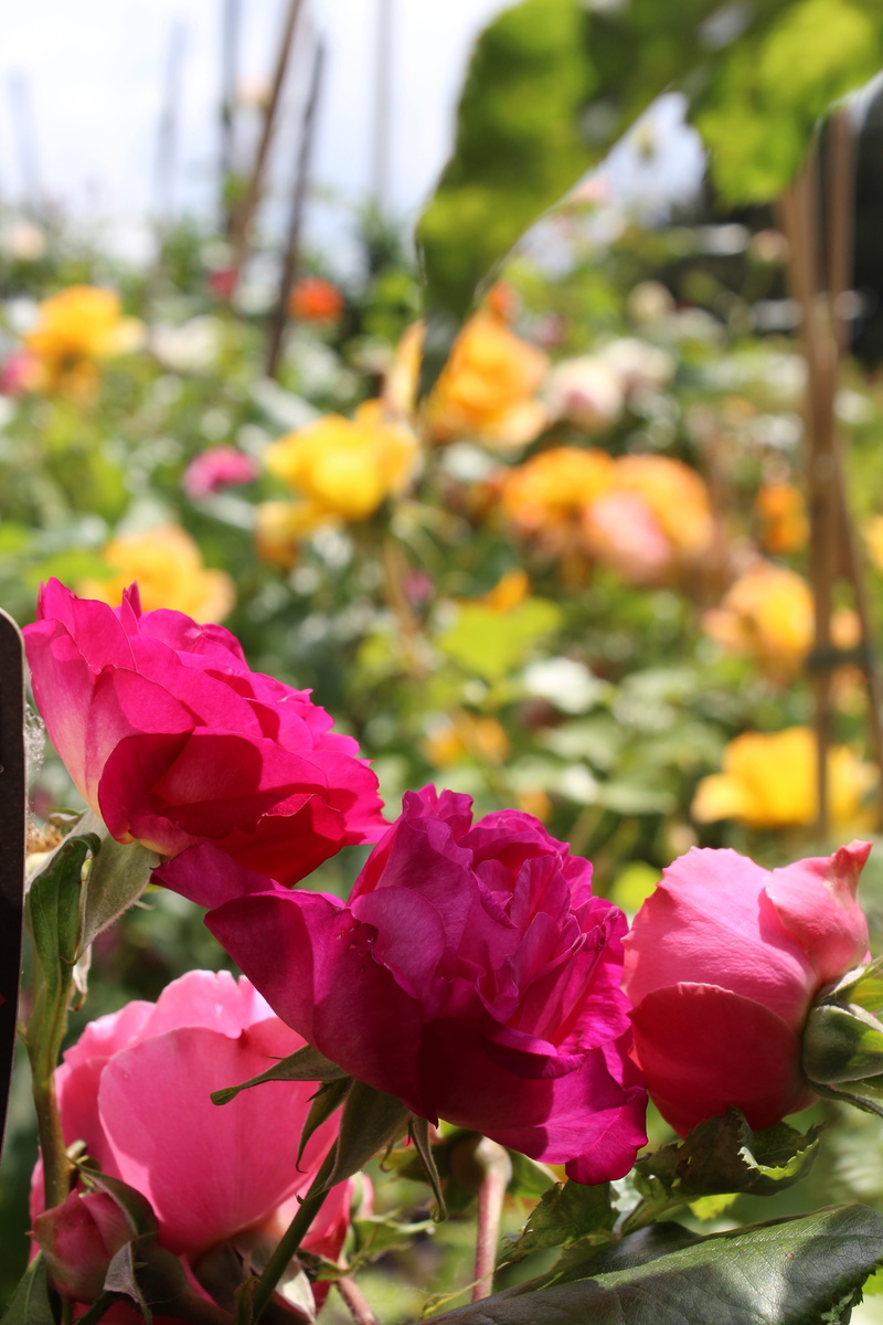 springtime, fat, pink rose, outdoors, inflorescence, pink, pink color, flowering, vulnerability, focus on foreground, fragility, 5K, flowering plant, petals