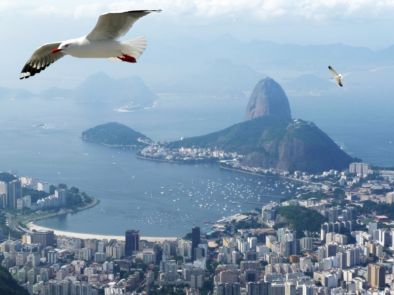 seagull, skyscraper, spread wings, sea, nature, bay, vertebrate, office building exterior, no people, two, animal, sugar loaf pão de açúcar, mid-air, bird