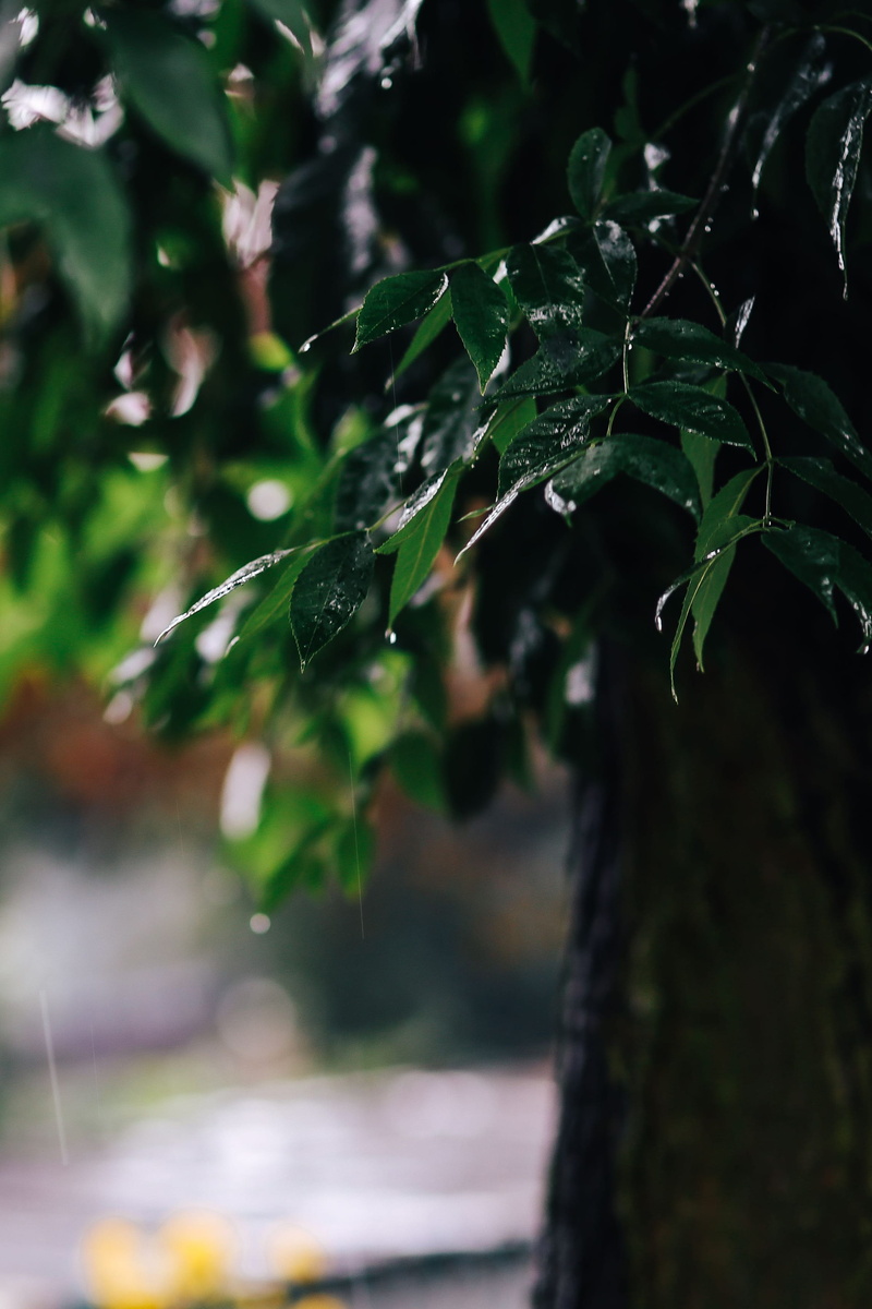leaf, trees, trunk, focus on foreground, water, summer, beauty in nature, close-up, branch, tree, drop, green Color, twig, nature, garden, spring, Wet