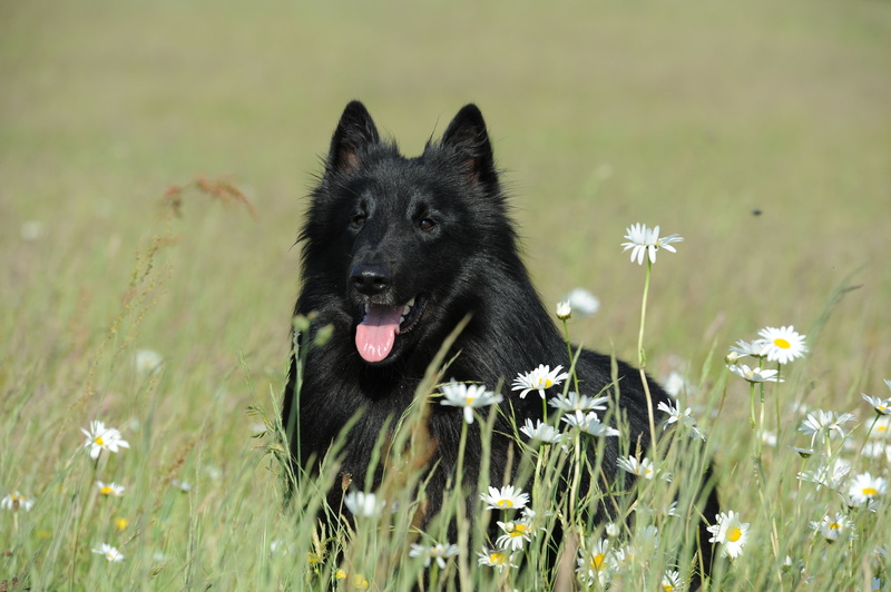 grass, hundeportrait, groenendael, one animal, adult, no people, animal, domestic, dog, animal themes, mouth open, day, mammal, land, plant, black color