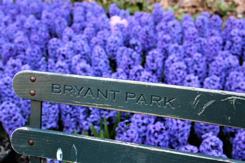 freshness, blue, flowerbed, day, beauty in nature, park, flowers, nature, agriculture, 5K, lavender colored, plant, lavender, new york, flowering plant