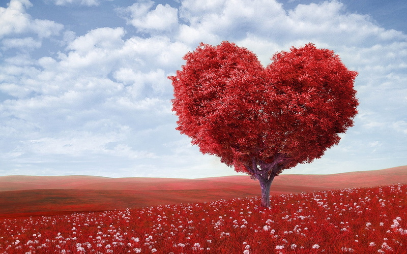 blossom, 1080P, landsape, tranquil scene, change, cloud - sky, plant, red, tranquility, tree, no people, digital composite, scenics - nature, flora, horizon