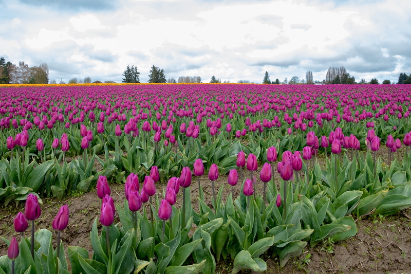 plant, flowering plant, travel, background, scenics - nature, explore, tulips, outdoors, land, mount vernon, seattle, environment, freshness, 5K, skagit