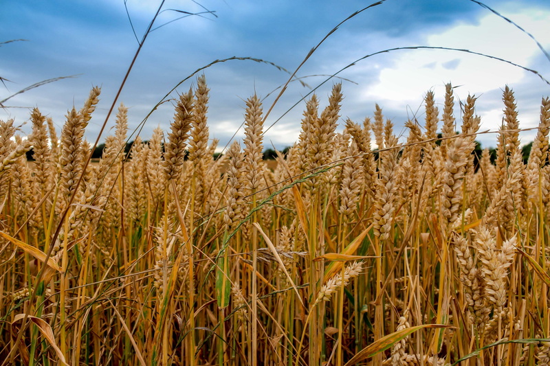 crop, beauty in nature, cereal plant, tranquil scene, land, landsape, uk, tranquility, oat - crop, cloud - sky, no people, stalk, growth, amateur, outdoors