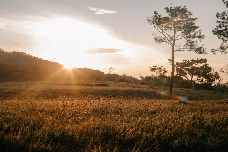 no people, tranquil scene, wheat, cloud - sky, tree, environment, tranquility, beauty in nature, lens flare, plant, windy, sun, grass field, field, masara