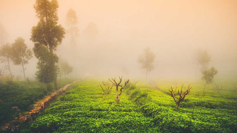 tranquility, 5K, tranquil scene, path, fog, rural, nature, no people, rural scene, green color, tree, environment, outdoors, morning, pine woodland, plant