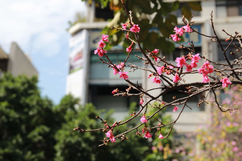 no people, built structure, plant, day, architecture, building exterior, cherry blossom, nature, taiwan, 2K, pink color, macro photography, close-up, freshness