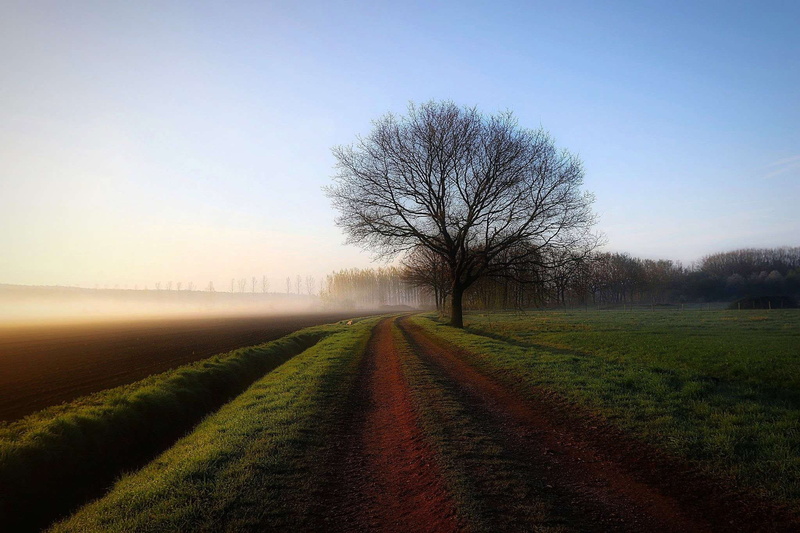landsape, plant, landscape, 1080P, road, treelined, growth, sky, nature photography, no people, direction, the way forward, diminishing perspective, environment
