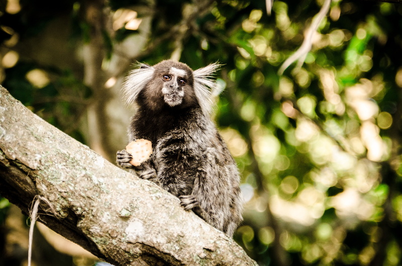 outdoors, plant, mountain, complexo do pão de açúcar, rio de janeiro, monkey, vertebrate, tourist attraction, tree, cable car, landscape, ride, low angle view
