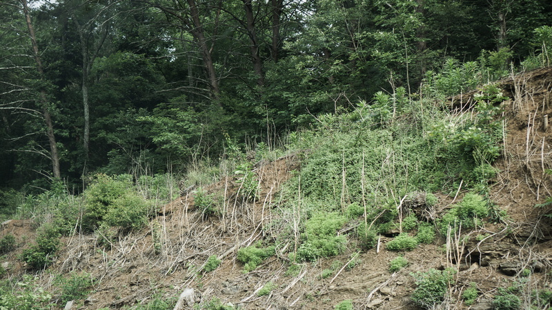 5K, plants, life, plant, natural, beauty in nature, dom, tree, greenery, non-urban scene, scenics - nature, remote, tranquil scene, tranquility, nashville