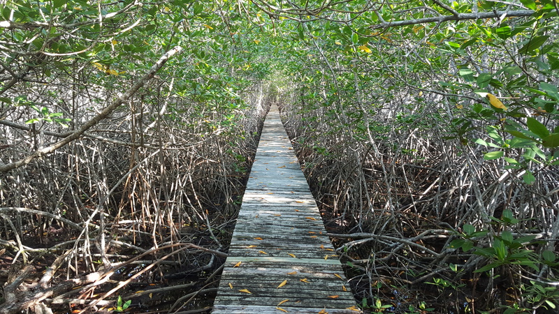 connection, beauty in nature, no people, state of bahia, mangue, tranquility, verde, non-urban scene, diminishing perspective, day, land, brasil, growth