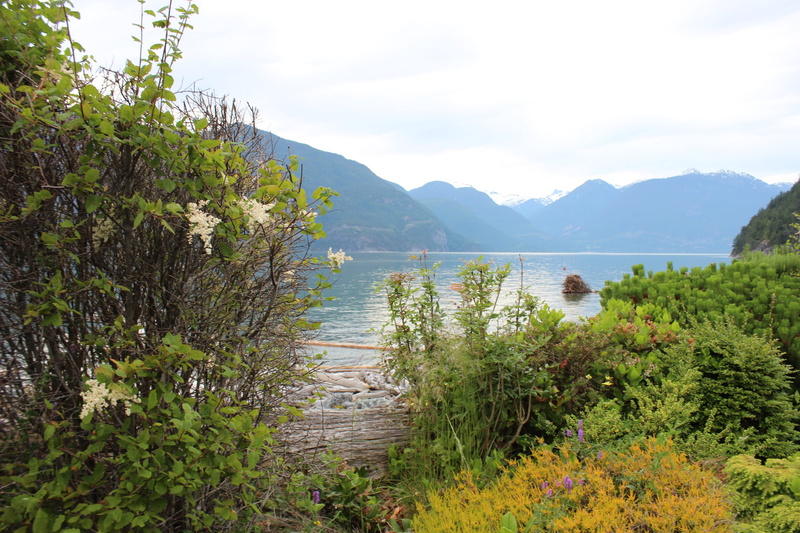 beautiful, nature, explore, love, vancouver, squamish, outdoors, roads, cloud - sky, sky, tree, non-urban scene, growth, canada, bc, green color, plant