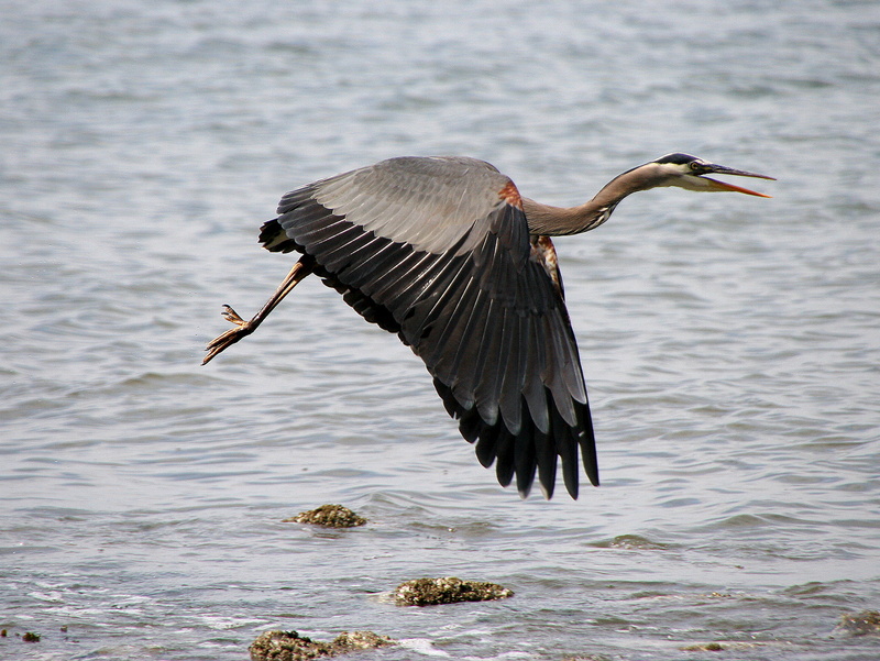 aerofoil, british columbia, spoiler, flight, screenshot, rudder, take off, vancouver island, Shot, photo, feathers, bird, squawk, wings, flaps, flap, victoria