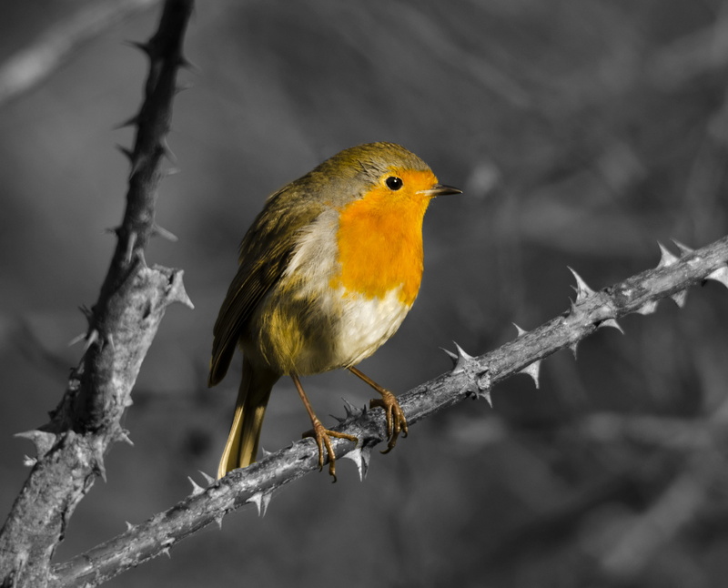 feather, selective focus, beauty In Nature, outdoors, european, bw, European Robin, one Animal, animal, beak, bird Watching, animals In The Wild, red robin
