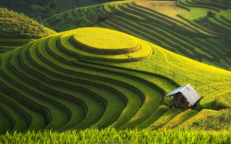 rice - cereal plant, agriculture, rural scene, 1080P, plant, field, rice paddy, Rice field, land, growth, crop, landscape, hut, terrace, gardening, scenics - nature