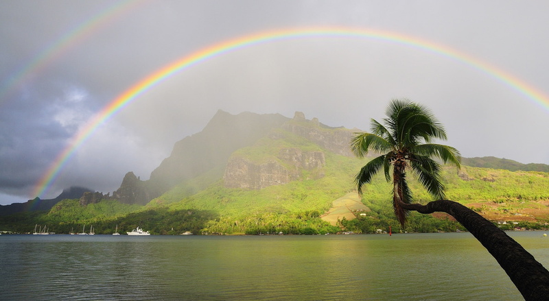 1080P, sea, plant, cooks, palm tree, idyllic, mountain, Rainbow, French, Nature, sky, moorea, Over, tree, outdoors, no people, coconut, Beach, cooks bay