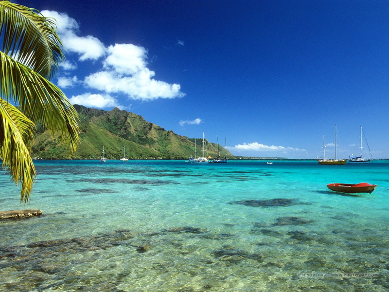 480P, Blue, PALM TREES, Lagoon, Paradise, ocean, art, hd, MOOREA, nature, oceans