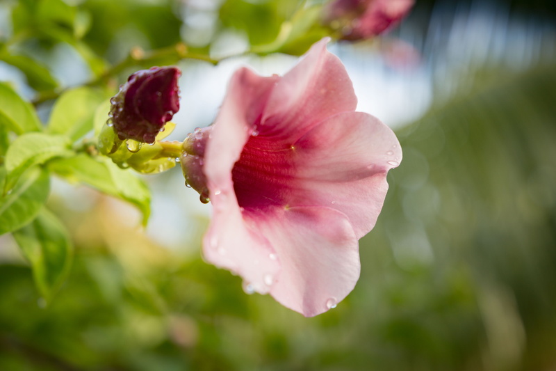 rose, tropical, botany, beauty in nature, springtime, rain, day, focus on foreground, plant, petals, close-up, drop, dew, flower head, monette, no people