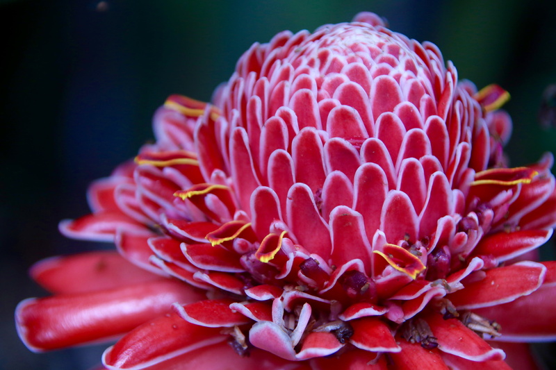 tuamotu  islands, botany, world, moorea, raiatea, 5K, french, pacific  ocean, rangiroa, summer, photos, society, spectacular, tahiti, close-up, bora bora